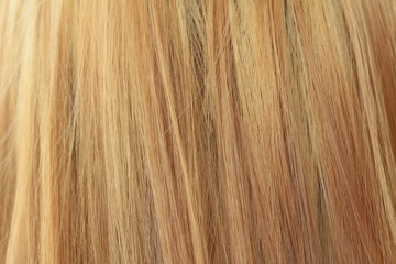 The beautiful blond hair as a background