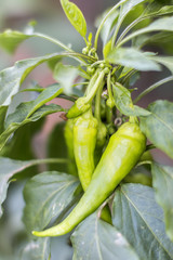 Green sweet pepper branch in the garden