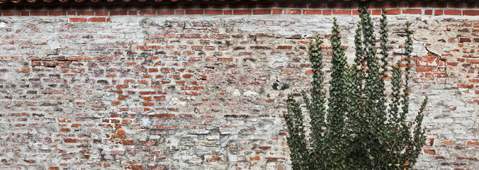 Ziegelwand mit Kletterpflanze