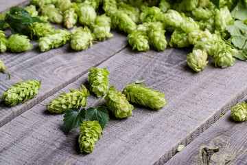 Fresh green hops on a wooden table