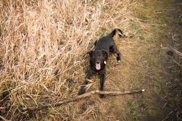 Pies z kijem © Piotr