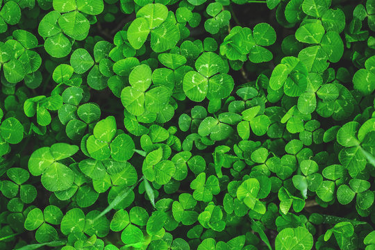 Beautiful background with green clover leaves for Saint Patrick's day