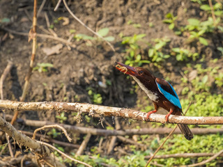 Image of bird on the branch on natural background. White-throated Kingfisher ( Halcyon smyrnensis )