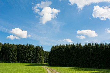 Wald und Wiese mit blauem Himmel