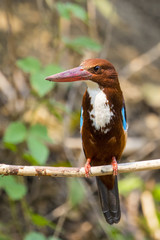 Image of bird on the branch on natural background. White-throated Kingfisher ( Halcyon smyrnensis )