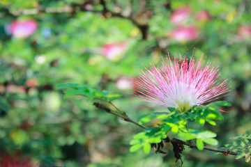 Pink red powderpuff or Red Head powderpuff in garden