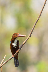 Image of bird on the branch on natural background. White-throated Kingfisher ( Halcyon smyrnensis )
