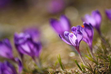 Beautiful purple crocuses on a meadow