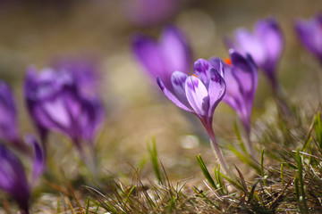 Delicate fragile crocuses in early spring