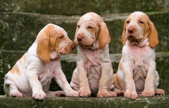 Portrait of three purebred puppy dogs, Italian Bracco