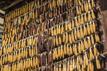 Corncobs hanging to dry