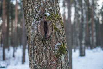 Hole in a pine tree