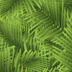 Tropical palm leaves. Botanical classic illustration.
