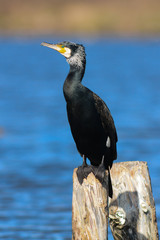 cormorano (Phalacrocorax carbo) - ritratto