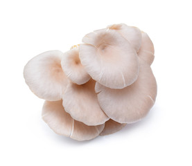 oyster mushroom isolated on white background