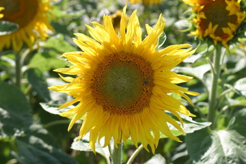 Fototapeta premium Sonnenblumen_Felder_Vögel