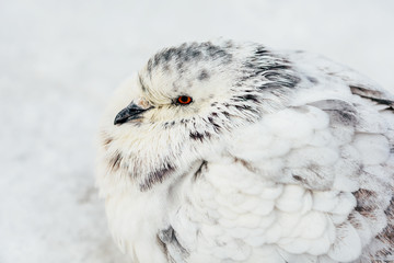 Obraz premium White And Gray Pigeon Bird Freezing In Cold Winter Weather