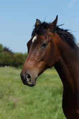 Fototapeta na wymiar Beautiful horse on a meadow in summer