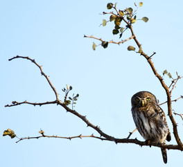 Pearl Spotted Owl