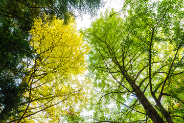 Yellow autumn tree branch background