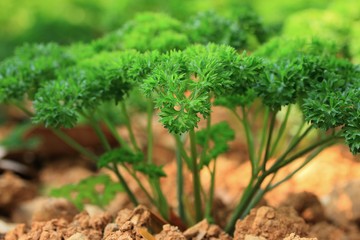 green parsley plant herb