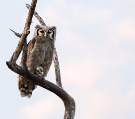 Verreaux's Eagle Owl