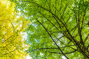 Fototapeta premium Yellow autumn tree branch background
