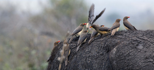 Yellow-billed Oxpecker