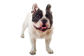 French Bulldog