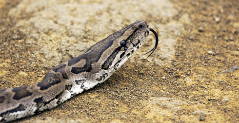 African Rock Python