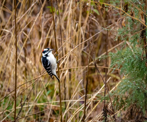 Downy Woodpecker Bird at Central Park - New York, USA