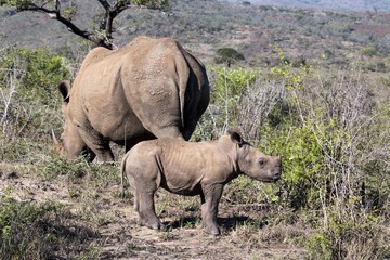 White rhinoceros