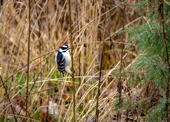 Downy Woodpecker Bird at Central Park - New York, USA