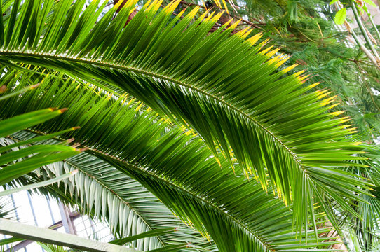 green palm leaf © zanna_