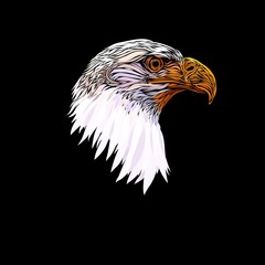 Head of the majestic eagle, painted with graceful lines, on a black background