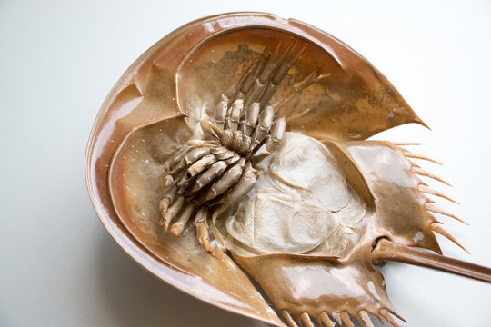 Examples Horseshoe Crab On The Table For Education.