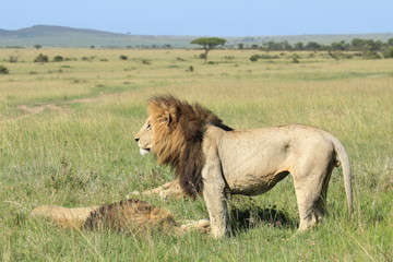 Fototapeta na wymiar Mature lion standing with others sleeping in Kenya