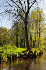 Fototapeta premium culture landscape of Spreewald forest in Brandenburg Germany
