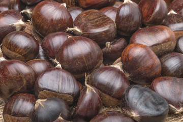 Chestnut
