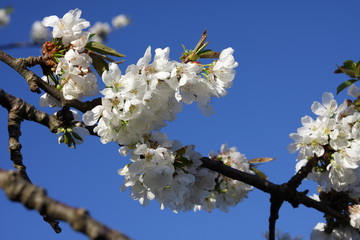 Floraison de cerisier au printemps