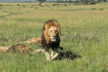 Fototapeta na wymiar Mature lion walking (eyes closed ) in Kenya