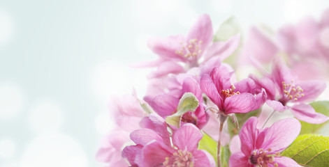 Fototapeta na wymiar Cherry blossom