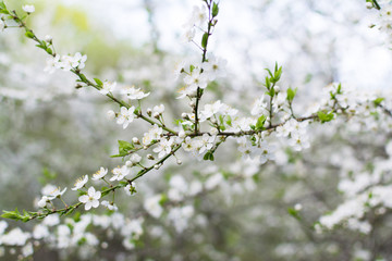 Closeup view of cherry branch blossoms with bright white flowers. Abstract blossoms cherry bokeh  Background.