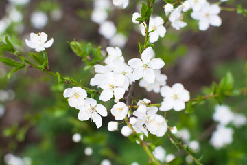 Closeup view of cherry branch blossoms with bright white flowers. Abstract blossoms cherry bokeh  Background.