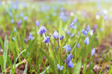 Glade with the first spring purple flowers. Selective focus in the foreground.