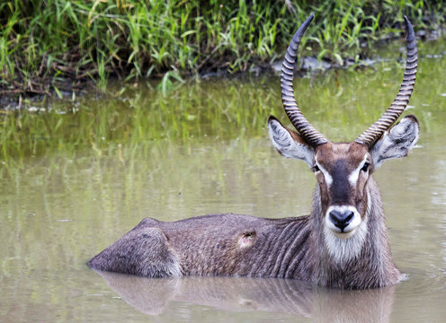 Waterbuck - Powered by Adobe