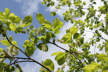 Chaton de saule au printemps, Salix