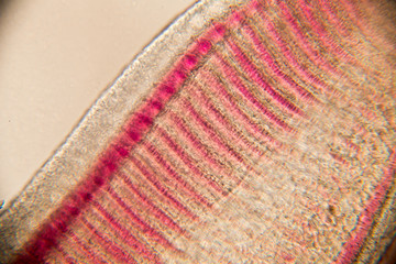 Gills of fish under the microscope for Education.