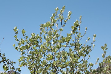 Alisier blanc, Sorbus aria