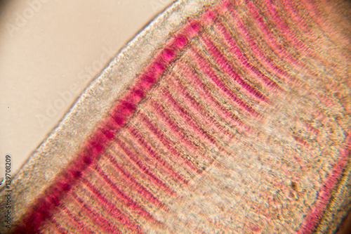 "Gills of fish under the microscope for Education." Stock